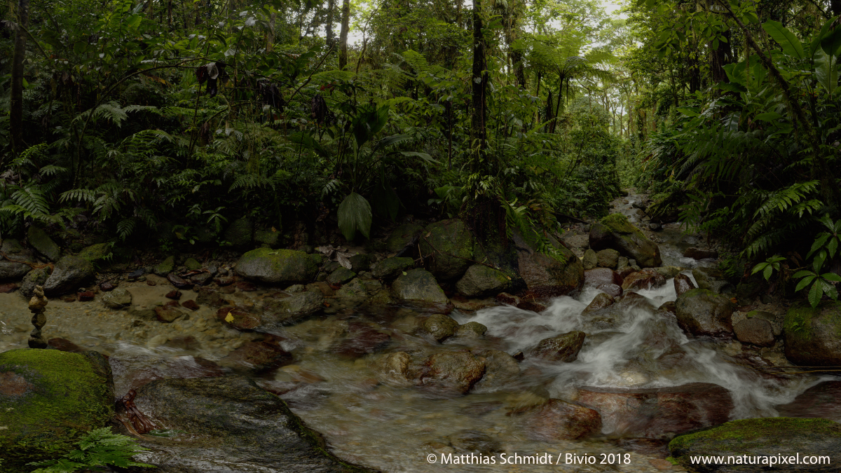 Rainforest | Martinique