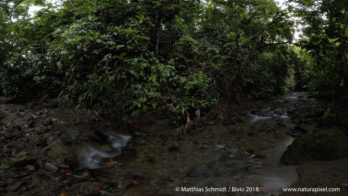 Regenwald / Martinique
