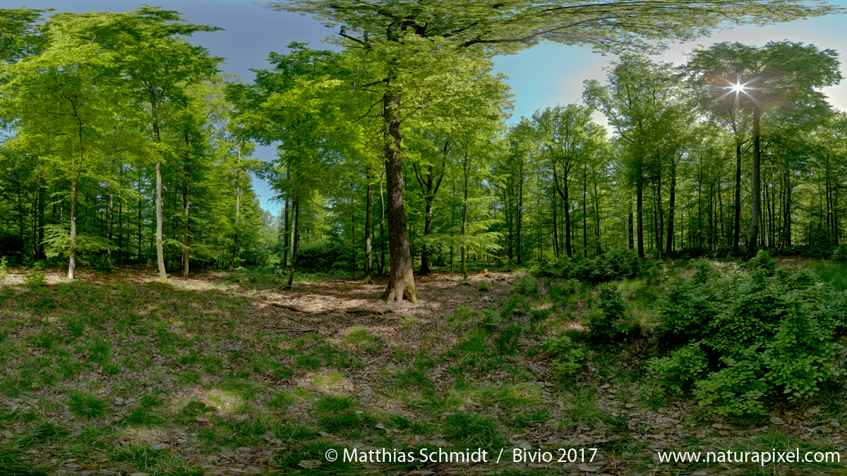 Wald bei Gräfendorf